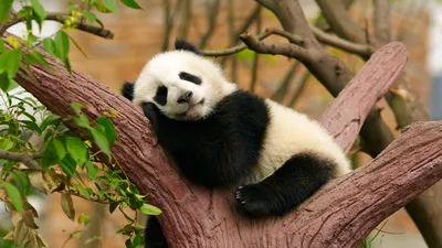 Обиженная панда - 79 фото