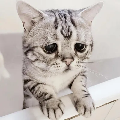 В Сети набирает популярность самая грустная кошка в мире | Мир_ОК | Дзен