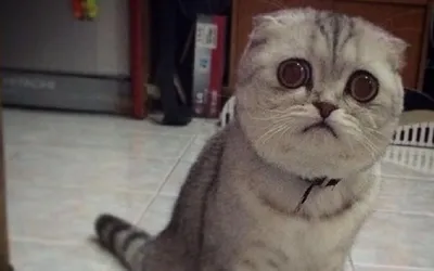 Это самая милая и грустная кошка в мире - Новости канала - Телеканал K1