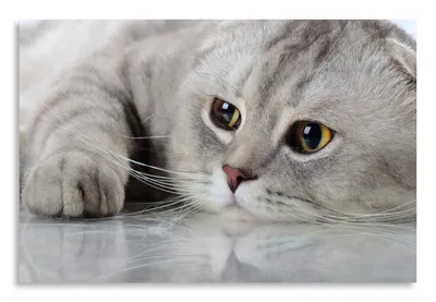 грустная кошка в шарфе стоковое изображение. изображение насчитывающей кот  - 232570351