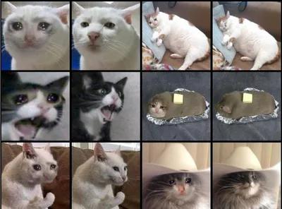 В Сети новый мем: самая грустная кошка на свете
