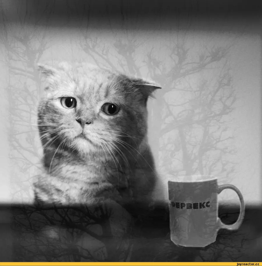 Хотел было возразить. Серое настроение. Грустный кот. Грустный кот с чашкой. Мне грустно картинки.
