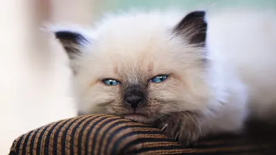 Печальная кошка табби, грустные глаза…» — создано в Шедевруме