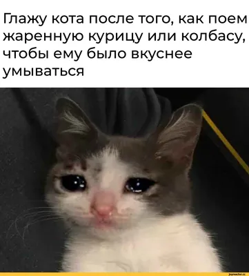 Маленький грустный котенок - 58 фото