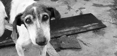 Грустная история собаки со счастливым концом | Пикабу