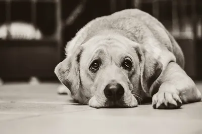 Собака с большими грустными глазами» — создано в Шедевруме