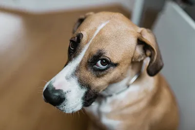 Собака с грустными глазами - 61 фото