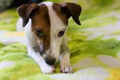 коричневая грустная собака плачет векторная иллюстрация на белом фоне PNG ,  пример, собака, стикер PNG картинки и пнг рисунок для бесплатной загрузки