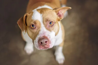 Грустные глаза верной собаки | Премиум Фото