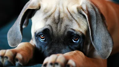 BB.lv: Как собаки научились так трогательно строить «грустные глазки»