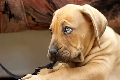 Большая собака с красивыми грустными глазами | Премиум Фото