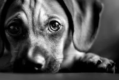 картинка грустная собака - TenStickers