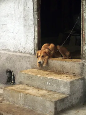 Ирландец собрал в Instagram фотографии грустных собак, которые ждут хозяев  возле магазина / NV