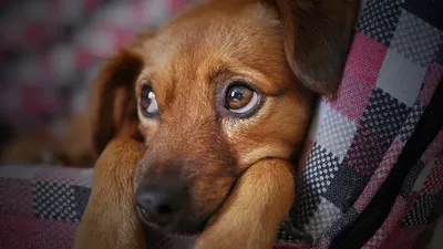 Учёные: грусть в глазах собак – способ манипуляции