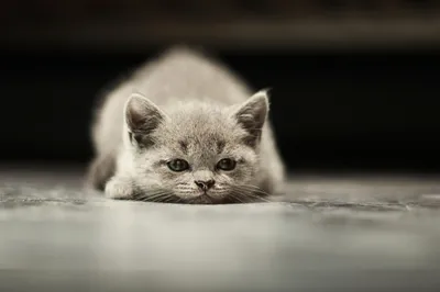 Самый грустный котенок в мире покорил Интернет | 😺 Мурзик | Дзен