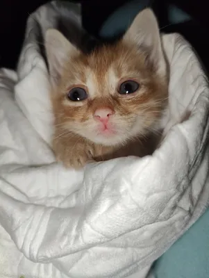 Грустный котёнок плачет. Слёзы на…» — создано в Шедевруме