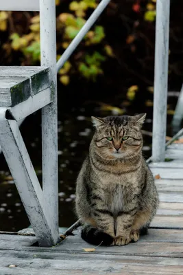 Недолайканный грустный котенок, 😿» — создано в Шедевруме