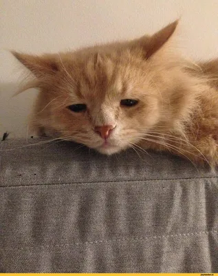 Cамый грустный котенок в мире