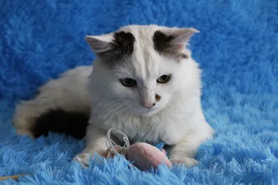 Самый грустный котенок:) (серия) :: Светлана Павлова – Социальная сеть  ФотоКто