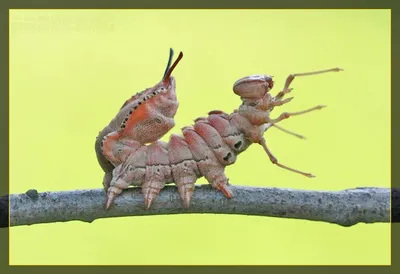 Гусеница мотылька 'Bagworm' | 'Мешочница', собирает и пилит маленькие  палочки из которых строит слож / гусеница :: Насекомое :: животный мир /  смешные картинки и другие приколы: комиксы, гиф анимация, видео, лучший  интеллектуальный юмор.