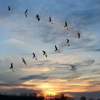 Канадские гуси летят возле водоема, гуси летят картинки фон картинки и Фото  для бесплатной загрузки