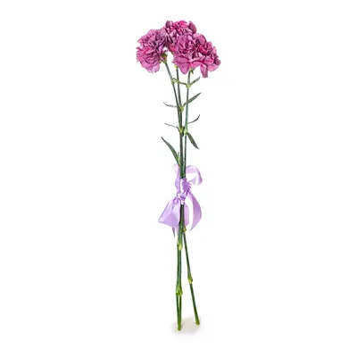Букет из фиолетовых гвоздик - заказать доставку цветов в Москве от Leto  Flowers