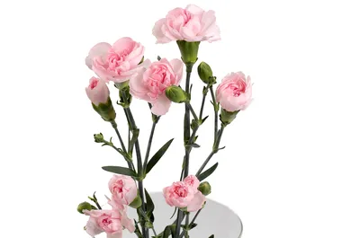 Букет из нежно-розовых гвоздик - заказать доставку цветов в Москве от Leto  Flowers