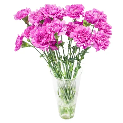 Купить Гвоздики Одиночные Малиновая в Минске с доставкой из цветочного  магазина