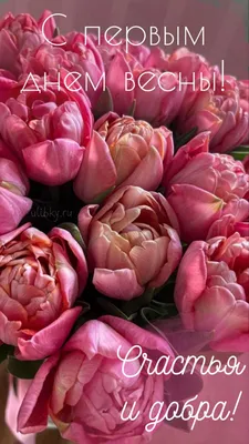 фото портрета собаки на день рождения, щенок, собачья кость, собачья еда  фон картинки и Фото для бесплатной загрузки