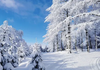 Картинки дом, елка, зима, новый год, снег - обои 1366x768, картинка №77092