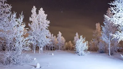 Скачать 1920x1080 зима, лес, снег обои, картинки full hd, hdtv, fhd, 1080p