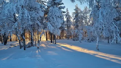 Обои Зима в лесу, картинки - Обои для рабочего стола Зима в лесу фото из  альбома: (природа)