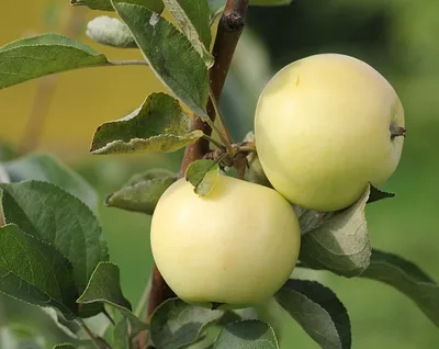 Яблоки белый налив» — создано в Шедевруме