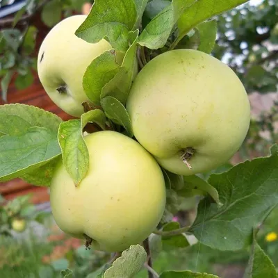 Купить яблоки Белый налив отечественные, цены на Мегамаркет | Артикул:  100043595916