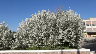 Яблони в цвету: Тимирязевский сквер примерил весенний наряд | Новости  РГАУ-МСХА