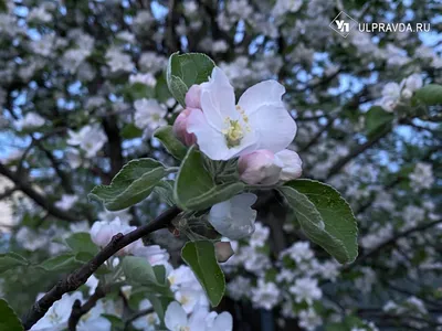 Яблони в цвету... | Пикабу