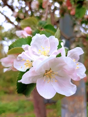 Яблони в цвету | Пикабу