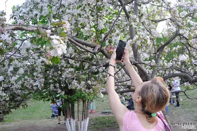 Онлайн пазл «Цветы яблони»