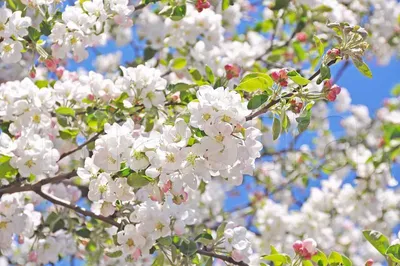 Кабанский район: Яблони в цвету - весны творенье