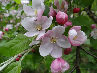 Фотообои Цветущие яблони купить в Оренбурге, Арт. 10-086 в  интернет-магазине, цены в Мастерфресок