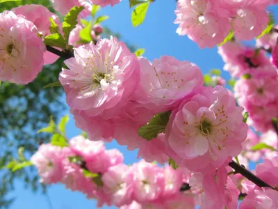 картинки : яблоко, цвести, цветок, лепесток, цветение, Пища, производить,  ботаника, Флора, Кустарник, яблоня, Яблоневый цвет, цветущее растение,  Розовая семья, Цветок яблони, Наземный завод 4896x3672 - - 973290 -  красивые картинки - PxHere