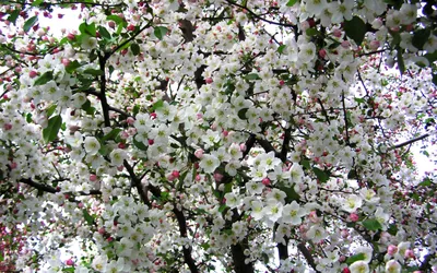 Картинки яблони в цвету (75 фото)