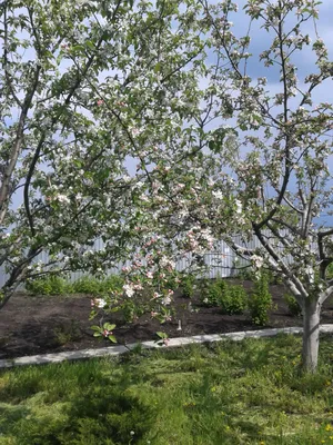Файл:Яблони в цвету.jpg — Википедия