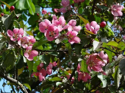 Яндекс.Картинки | Apple flowers, Apple blossom flower, Flower pictures