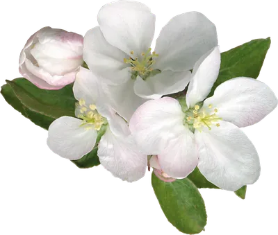 Яблони в цвету — Фото №290746