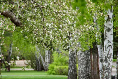 яблоко в цвету. фруктовые деревья цветут весной. цветущие садовые деревья.  пчелы опыляют яблони Стоковое Фото - изображение насчитывающей луч, цветок:  219145520
