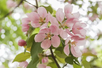Цветущая яблоня весной Цветущая яблоня Цветущая яблоня в Латвии Цветы яблони  весной на фоне голубого неба Фото И картинка для бесплатной загрузки -  Pngtree
