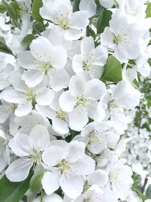 Белые цветы яблони | Ботанические иллюстрации, Акварельные иллюстрации,  Цветы