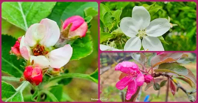 Ветка яблони в цвету (70 фото) »