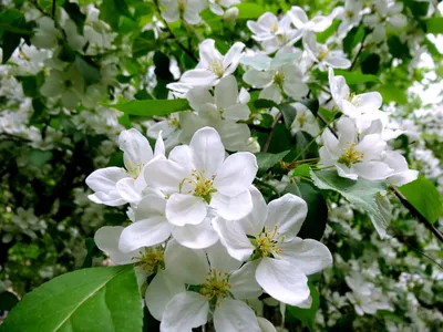 Яблони в цвету,весны творение, …» — создано в Шедевруме